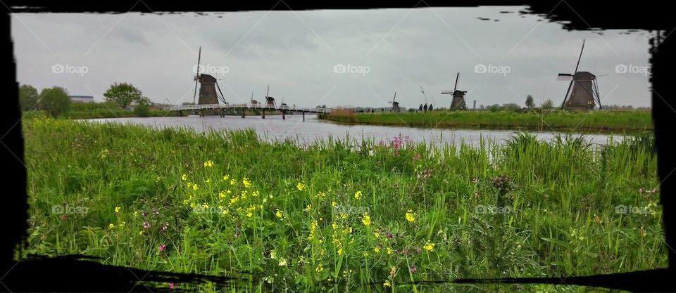 The windmills of Kinderdijk, near Rotterdam, The Netherlands. Scenic view with yellow flowers in the foreground.