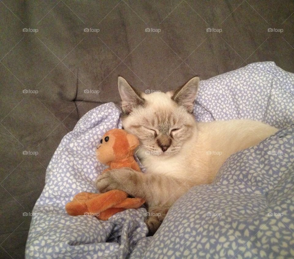 Kitty and his monkey 