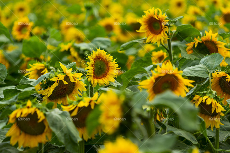 Autumn field with sunflowers