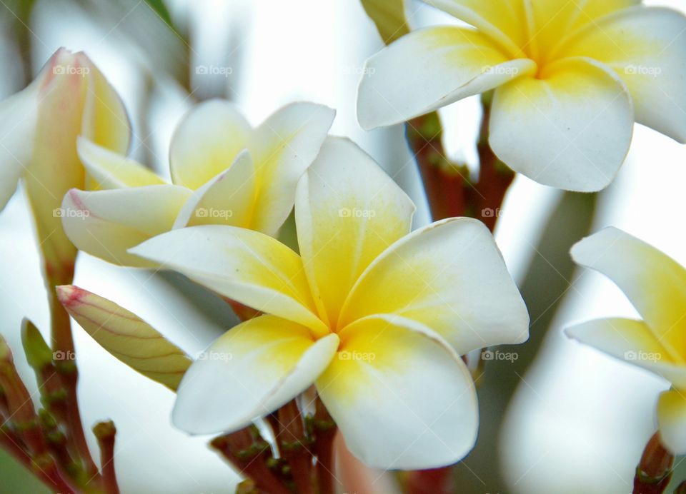 Close-up of yellow-white frangipani