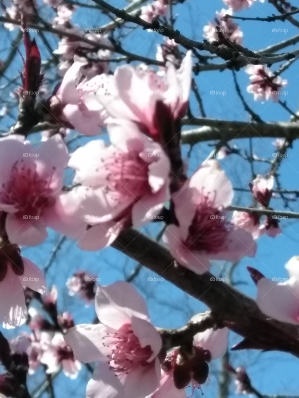 The first blooms of spring. Pink cherry blossoms. Simple with the blue sky in background and no other vegetation besides the brown branches. no filter all natural.