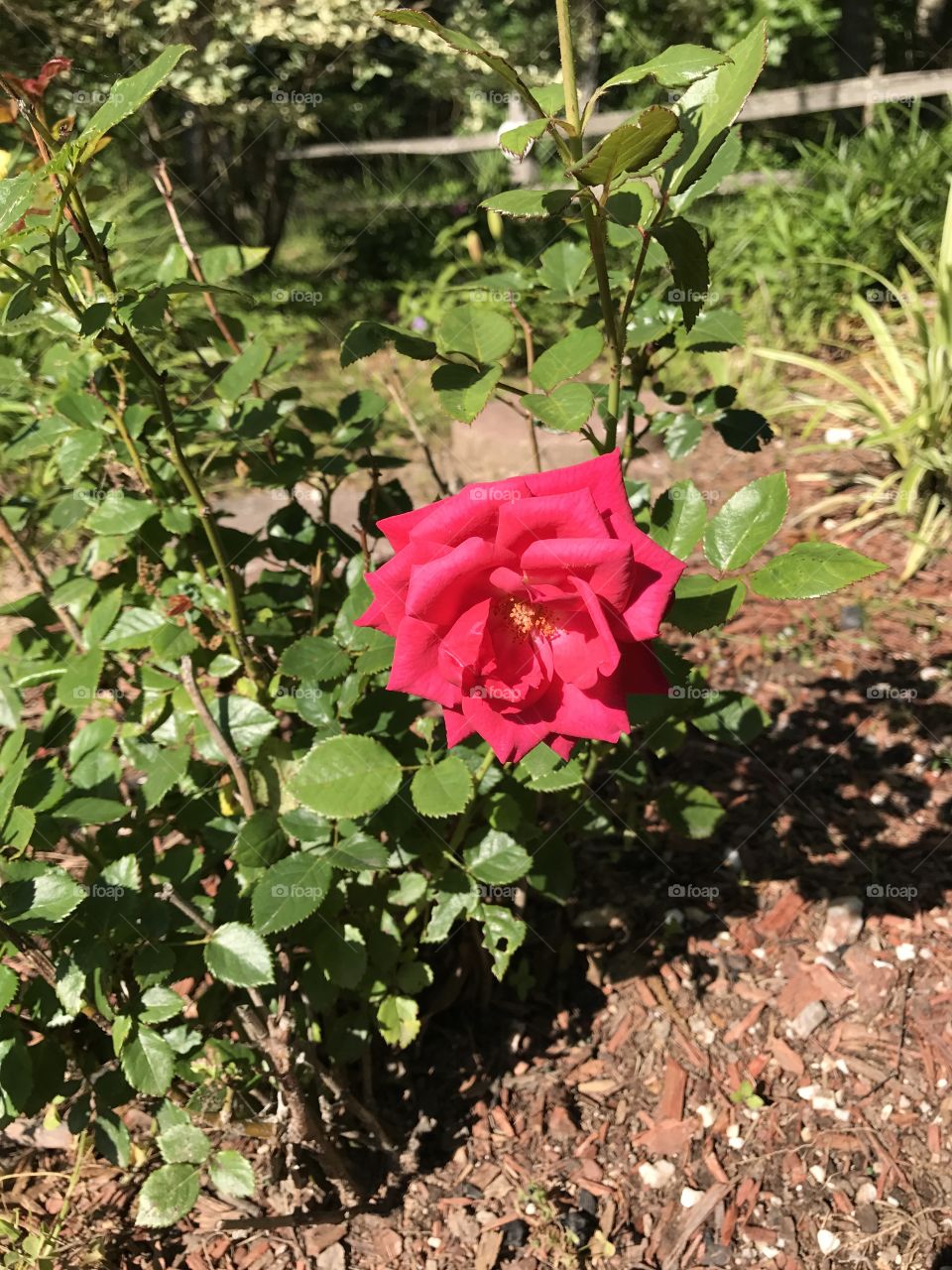 A rose is a rose is a rose...