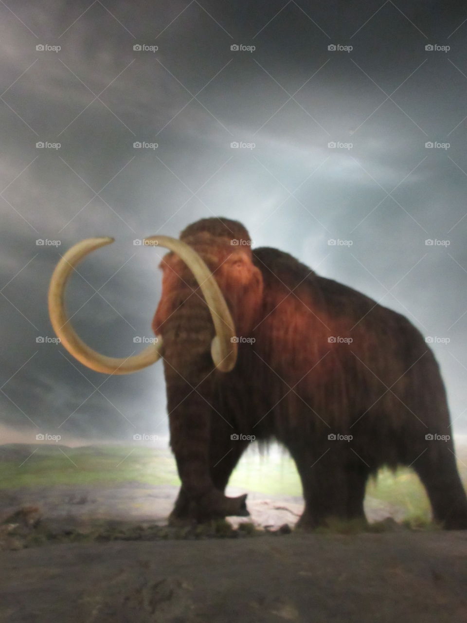 Museum wooly mammoth with dark sky and green background 