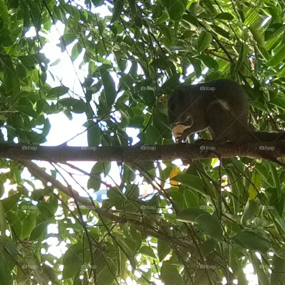 Tree, Monkey, Nature, Leaf, Wildlife