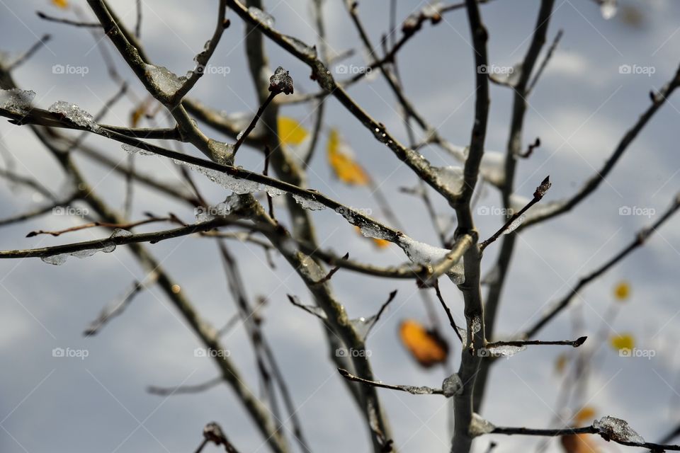 Icy Grip of an Early Winter