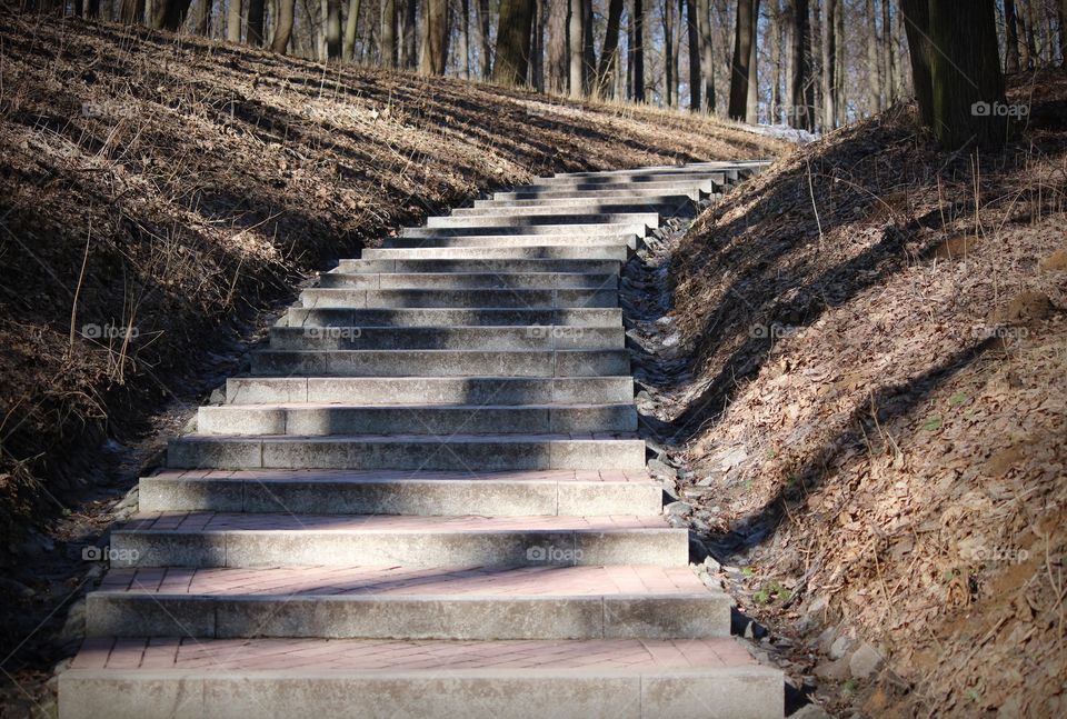 Stairs in the forest