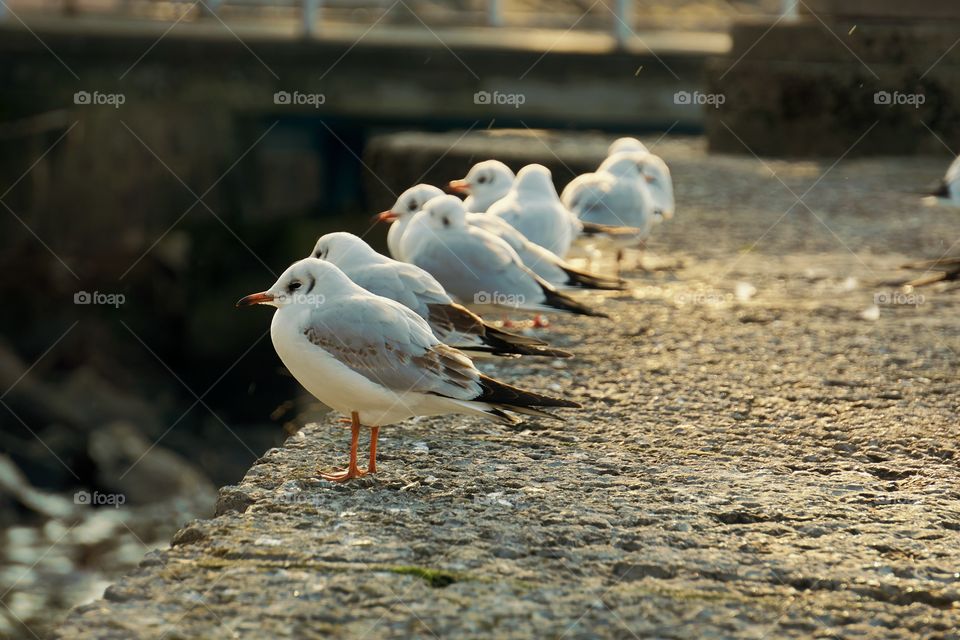 seagulls