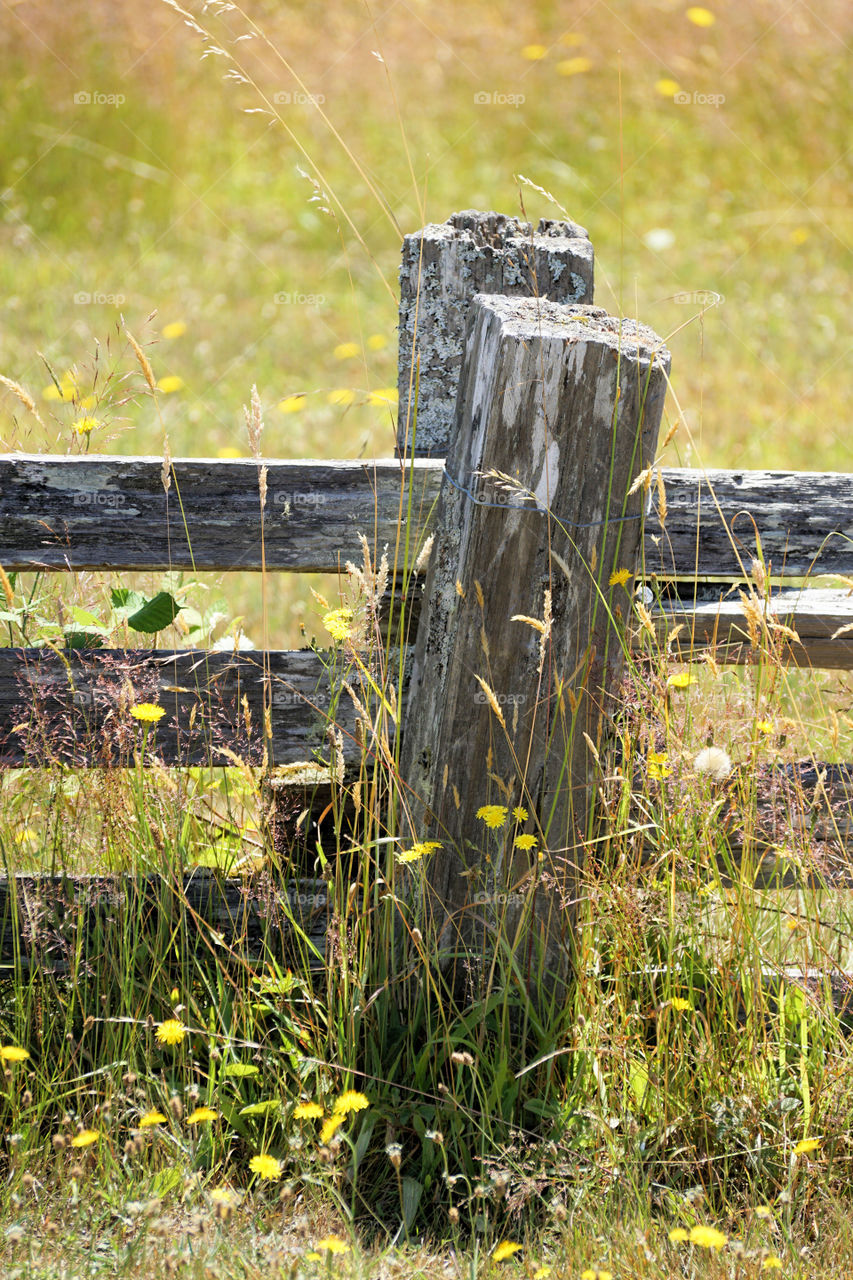 Fence 