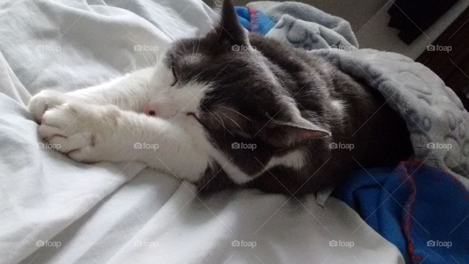 cat sleeping cute angel kitty