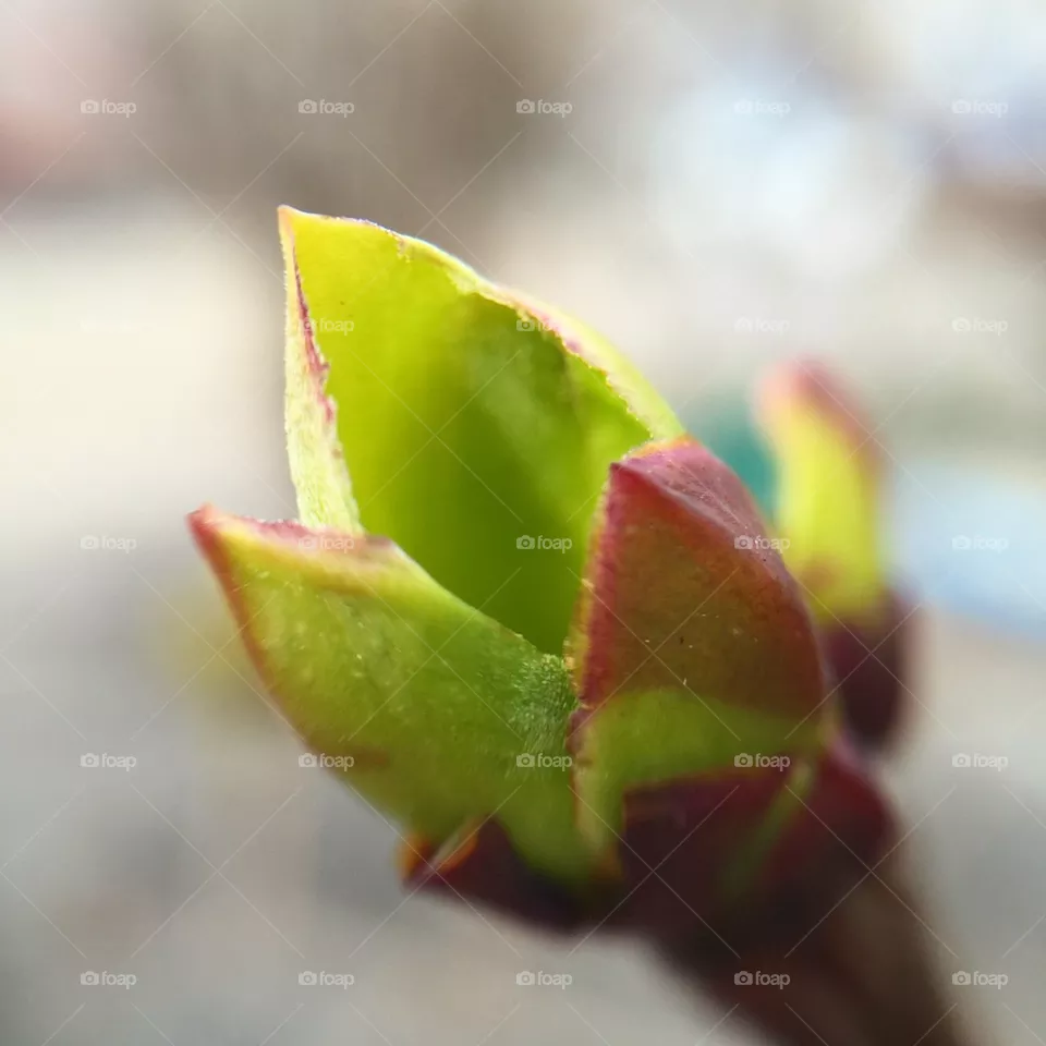 Spring