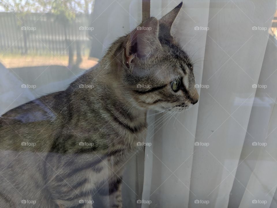 Tabby in the morning