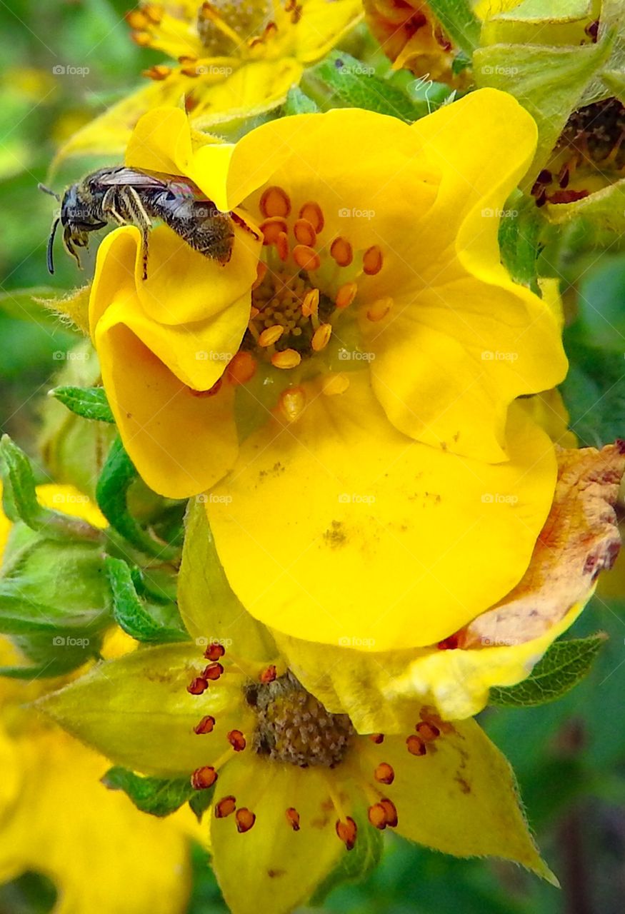 Bee In Flower