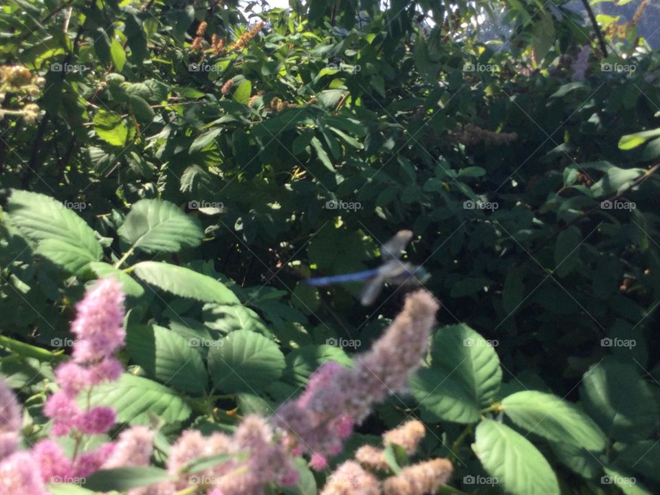 A Dragonfly Approaching a Purple Flower 