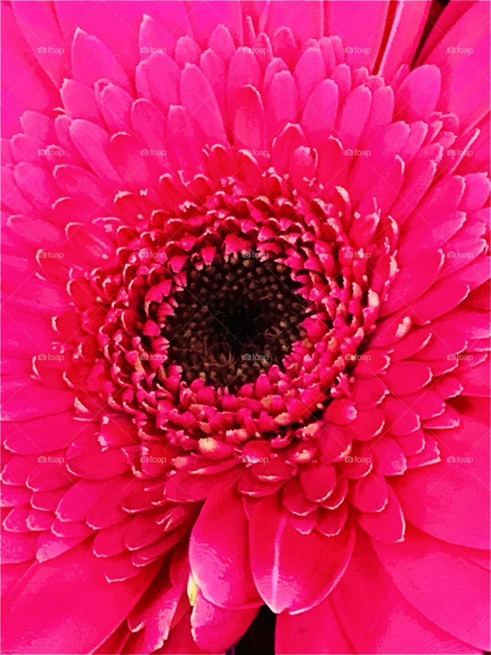 Pink Gerber Daisy