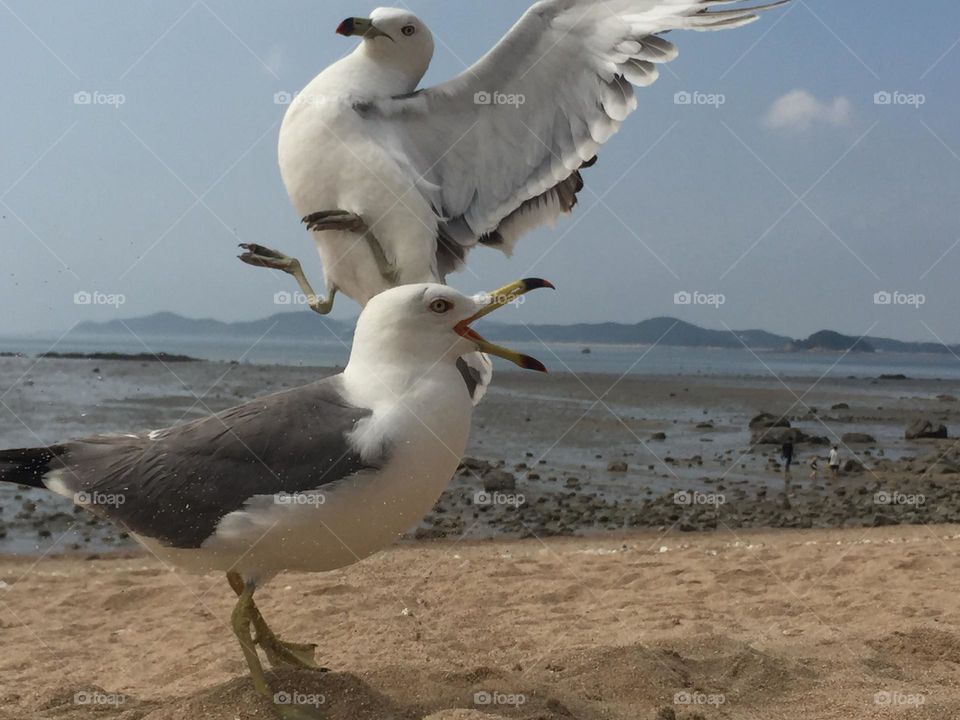 Seagulls 