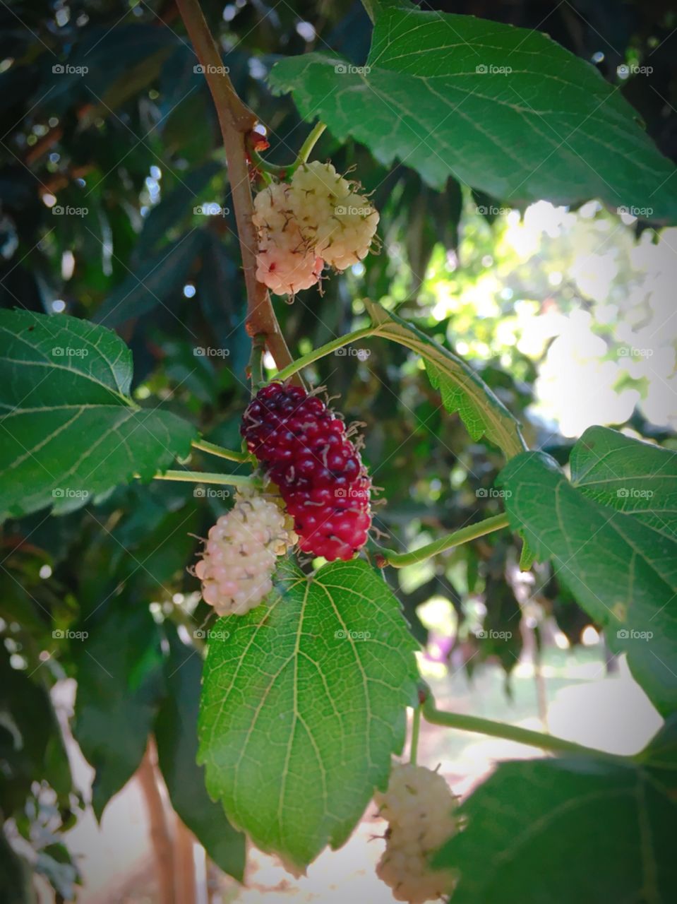 Nosso pé de amora está ficando carregado. Logo as frutas estarão maduras e saborosas. 