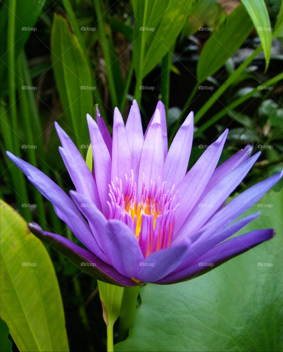 thai violet lotus blossom