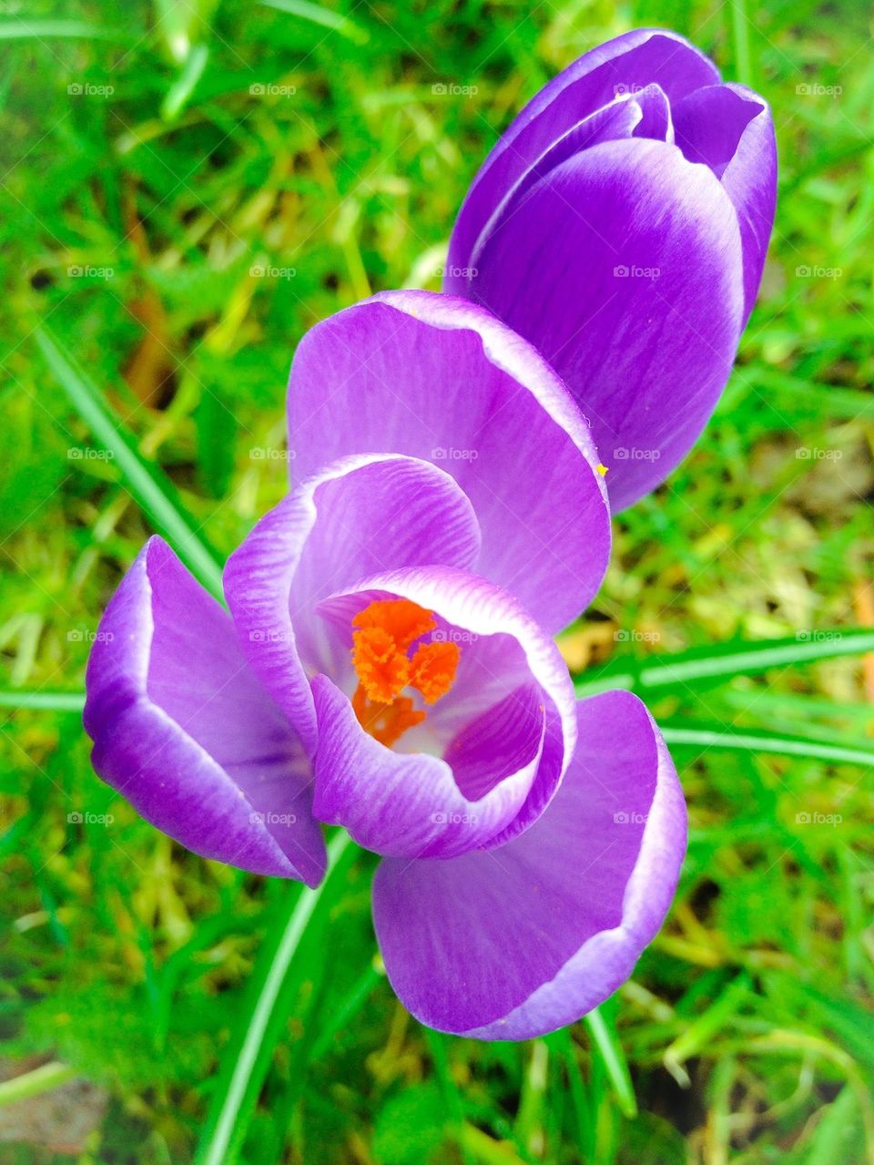 Crocus