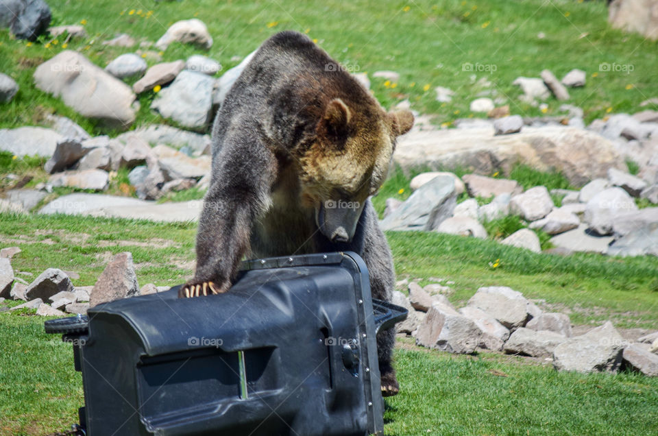 Wildlife, Nature, No Person, Mammal, Grass