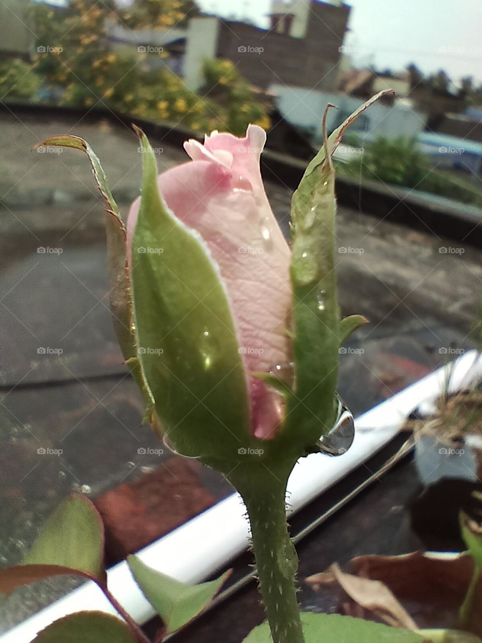 Rose bud