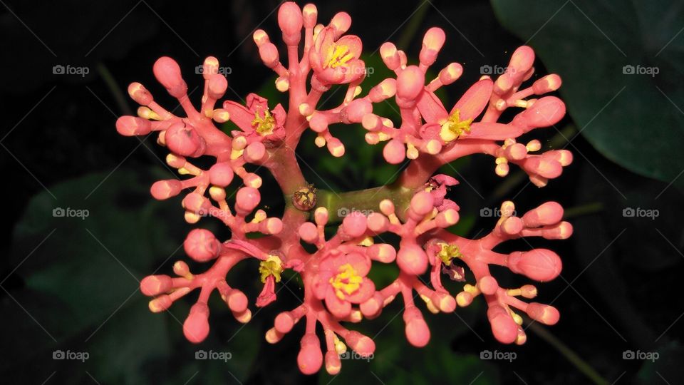 tanaman pot yang menyerupai buah cengkih apabila sudah berbunga dan bewarna merah muda.