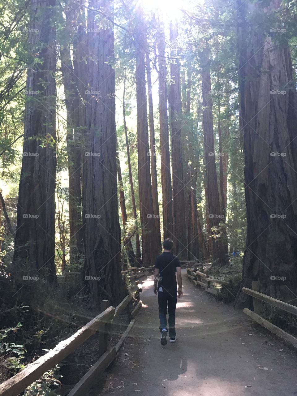 road into the forest