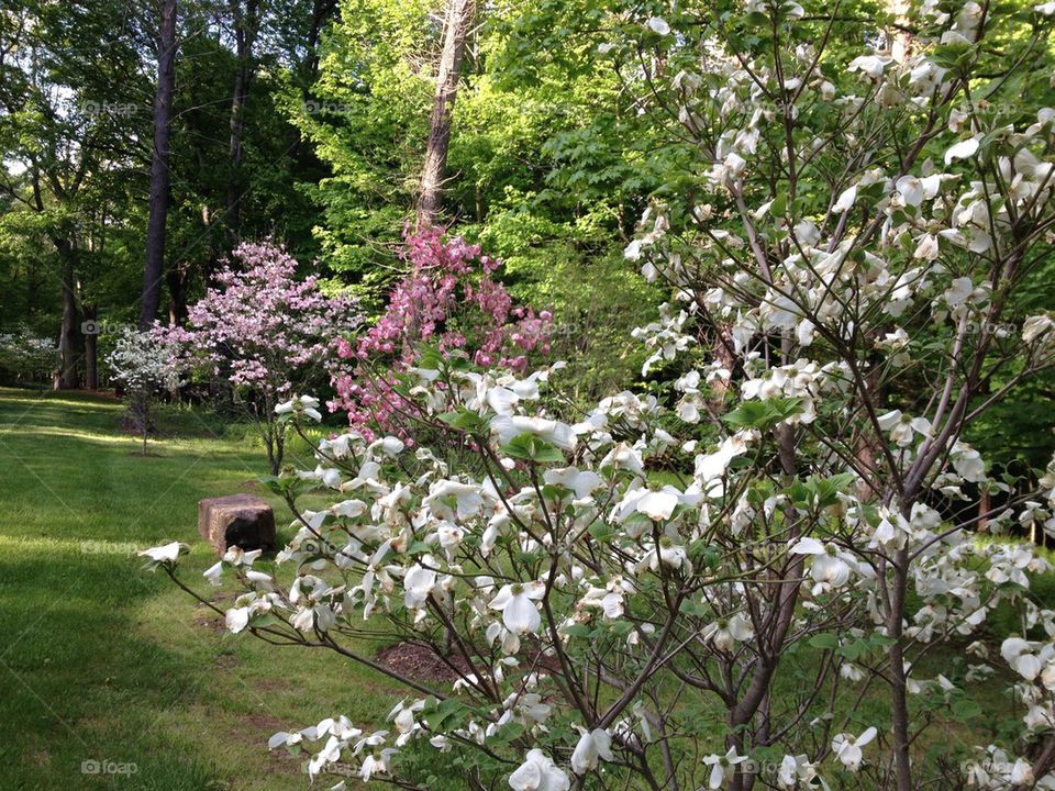 Spring trees