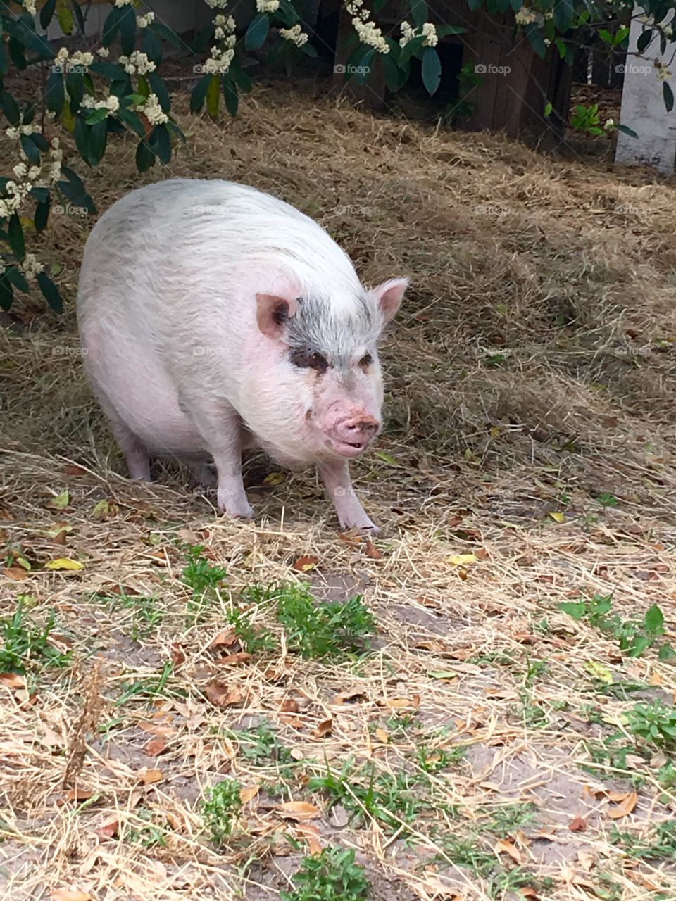 #pig #animal #farm #pink # oink