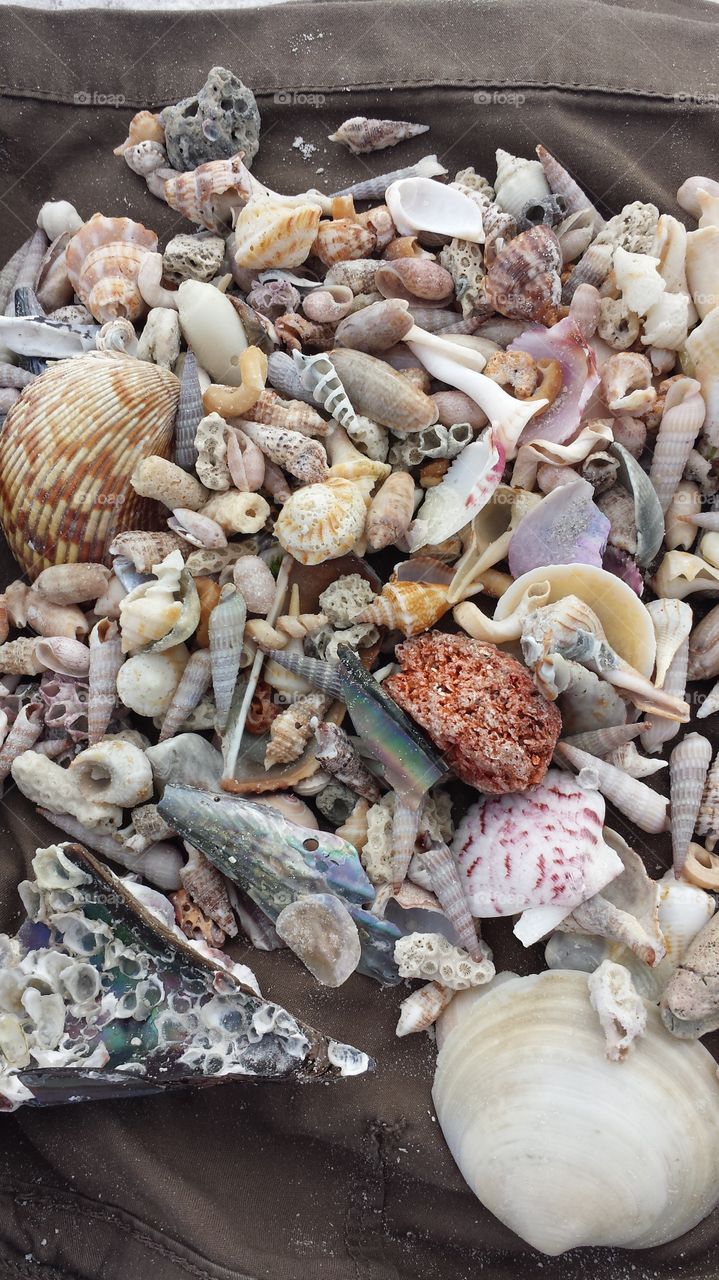 seashell  madness