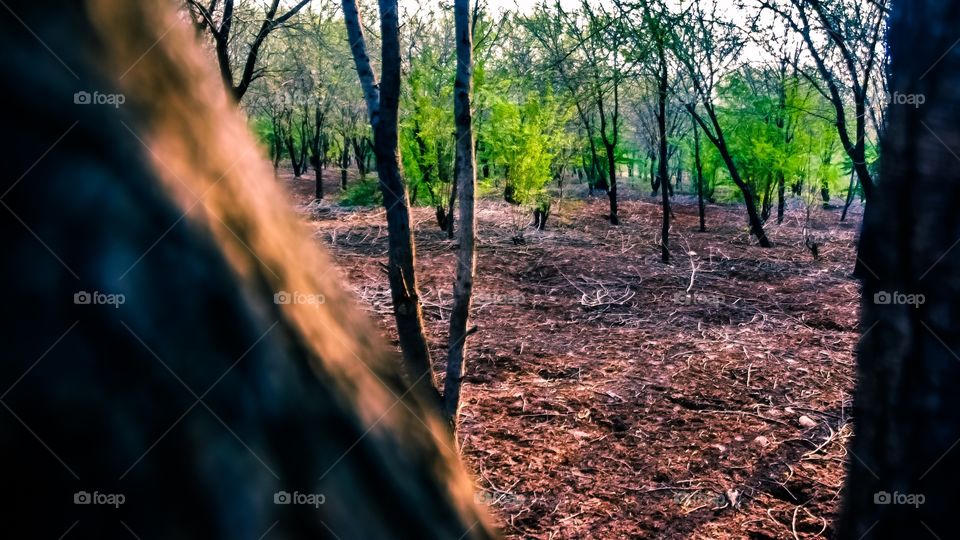 View of silhouetted trees in forest