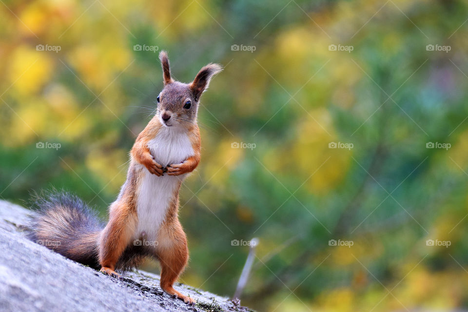 Curious squirrel standing on the rock.
