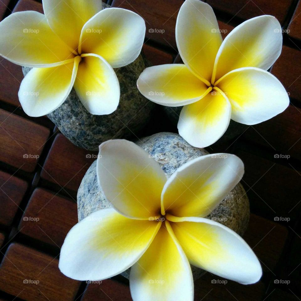 Plumeria. Summertime in Tel Aviv. Plumeria are in bloom throughout the city. This tropical beauty is thriving in a busy city.