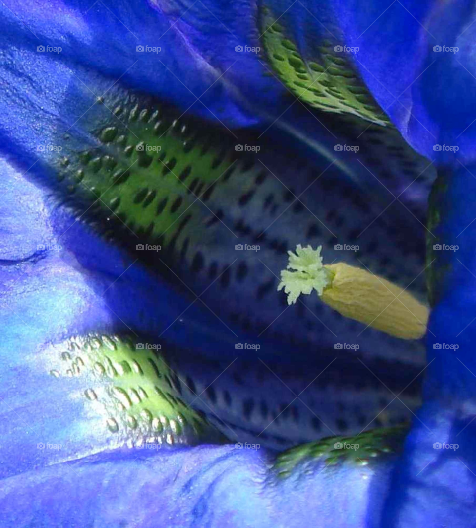 flora flower blue germany by Bea