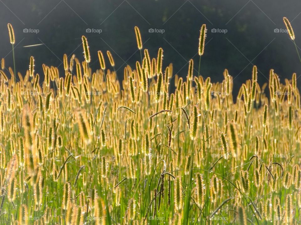 Golden Green Field Weeds