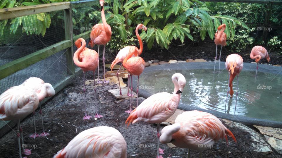 flamingos