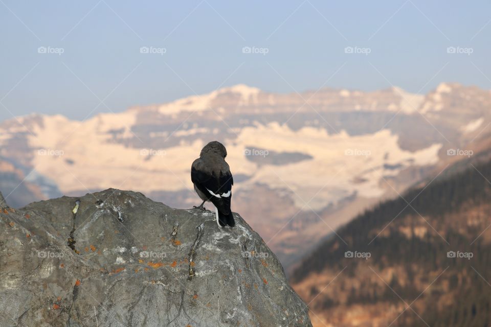 A Clark's Nutcracker viewing the stunning snow-capped scenery at Lake Louise in Canada's Rocky Mountains 