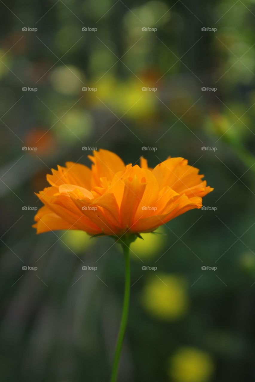 Pretty flower in the garden