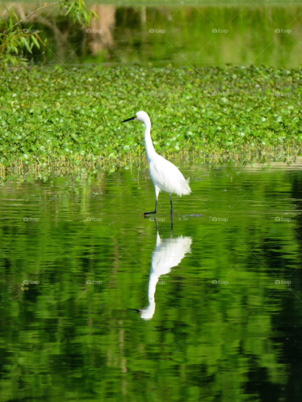 Snowy egret
