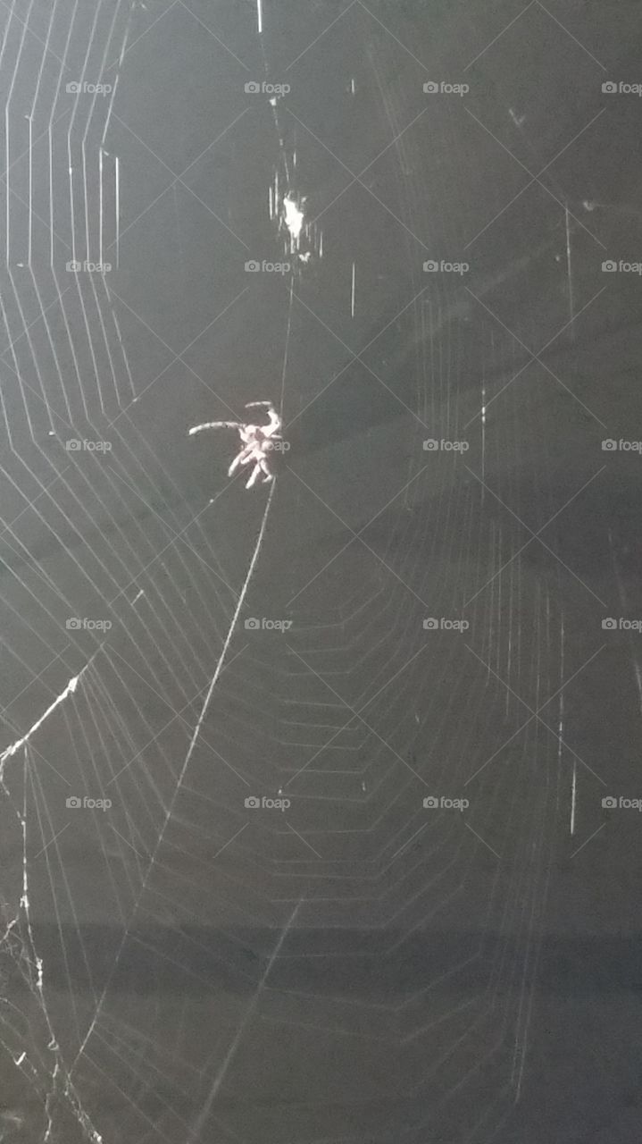 Beautiful web woven