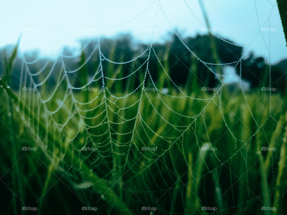 Rice fields with morning mist
