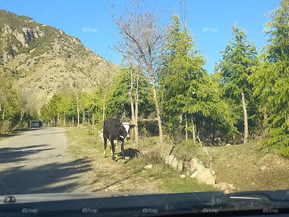 cow on the road