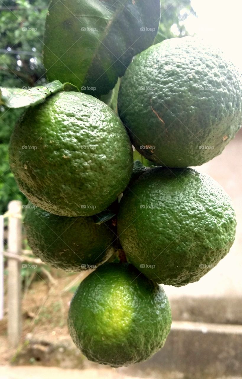 Beautiful bunch of green orange . These oranges are found in summer season in tropical area of India. These oranges are having sour  and sweet taste .