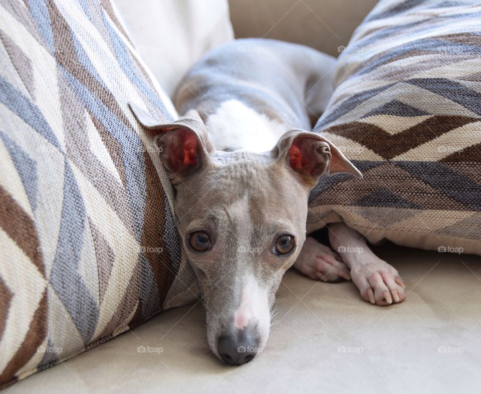 Hiding in the couch cushions 