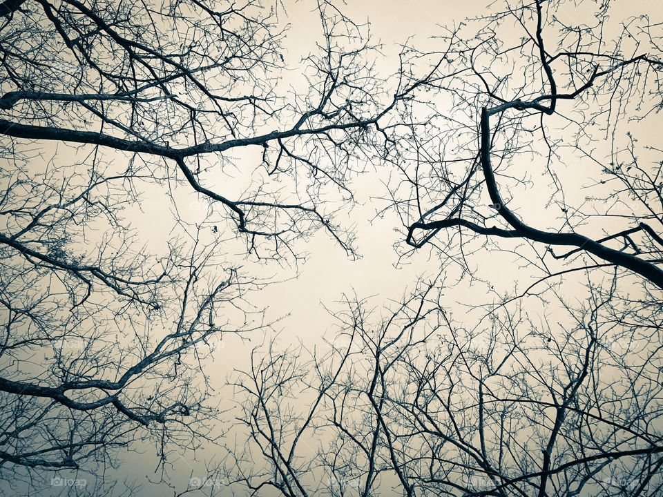 Leafless branches of trees in fall season with sky and cloud background