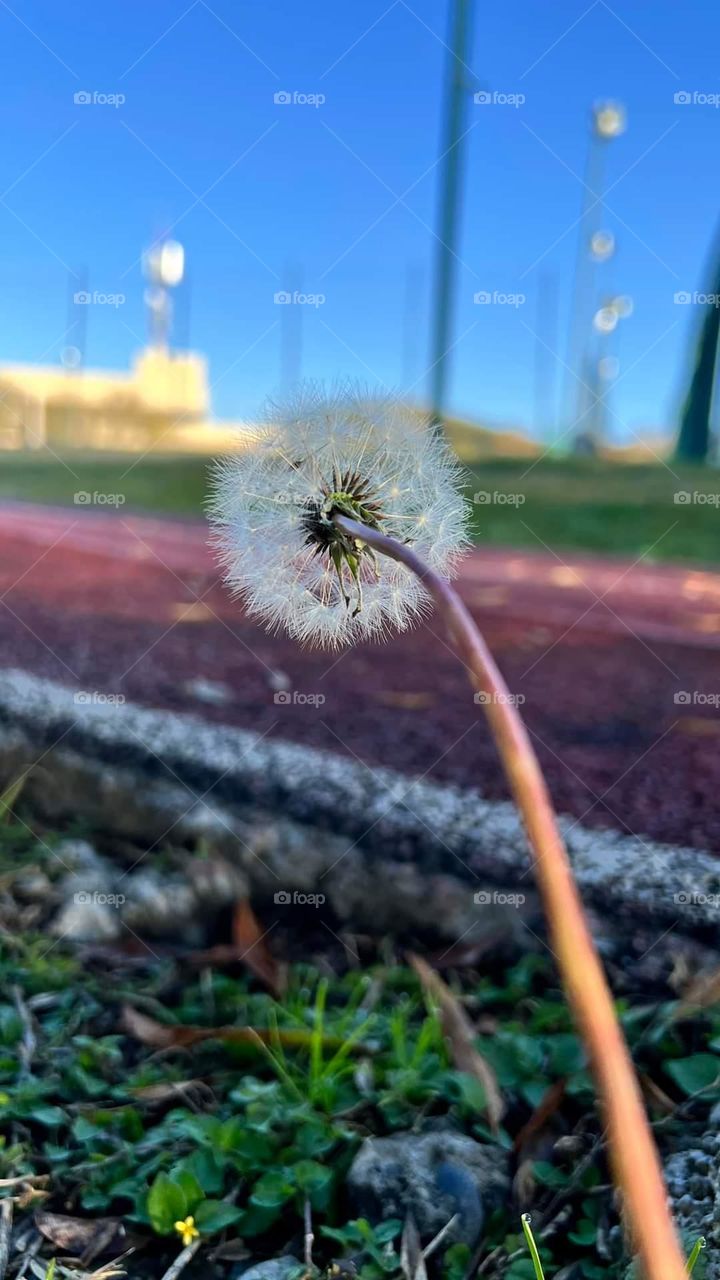 the most delicate plant