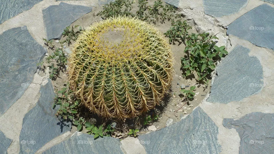 Kaktusbeet