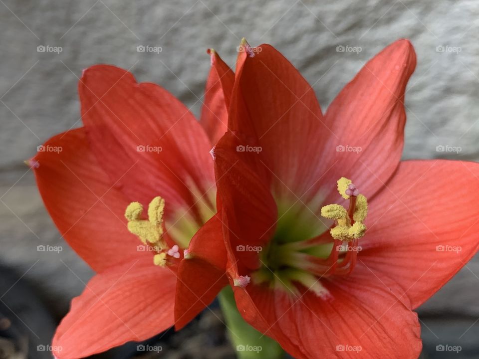 beautiful flowers in the garden 