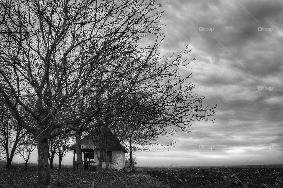 Tree, Landscape, No Person, Winter, Wood