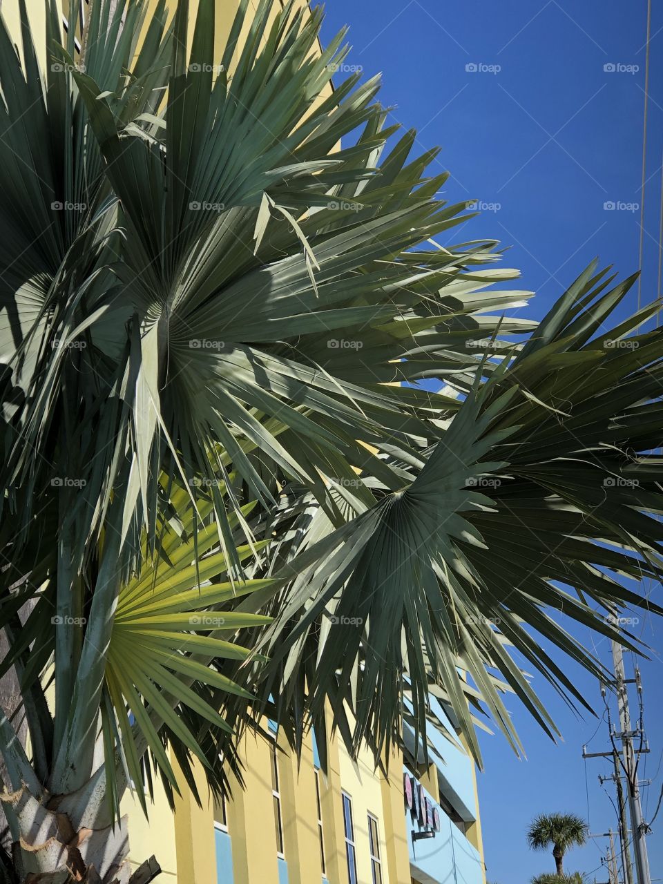 Palms and blue sky!