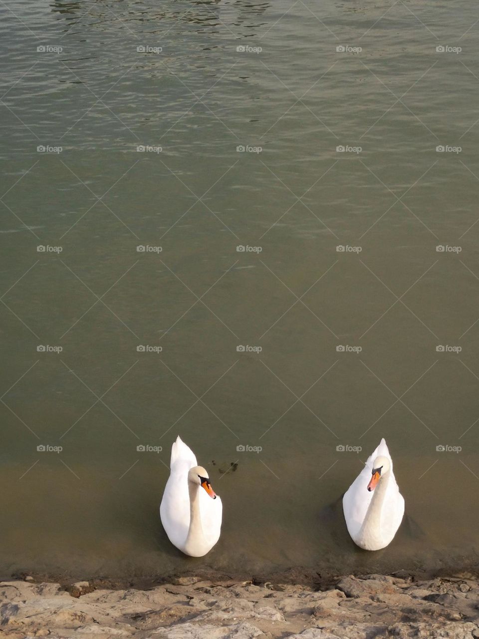 Couple of swans